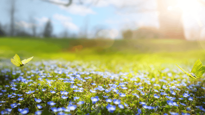 Blåsippor och fjärilar på en äng